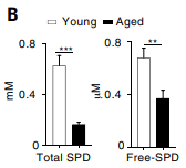 levels of spermidine in young and aged antitumor immune cells