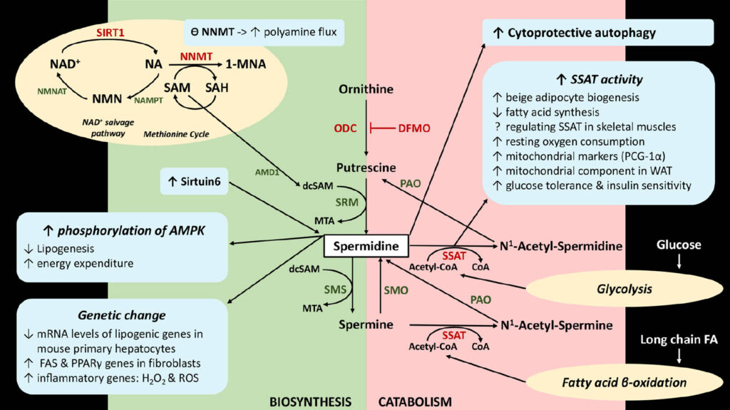 The proposed mechanism involved in the beneficial effect of spermidine