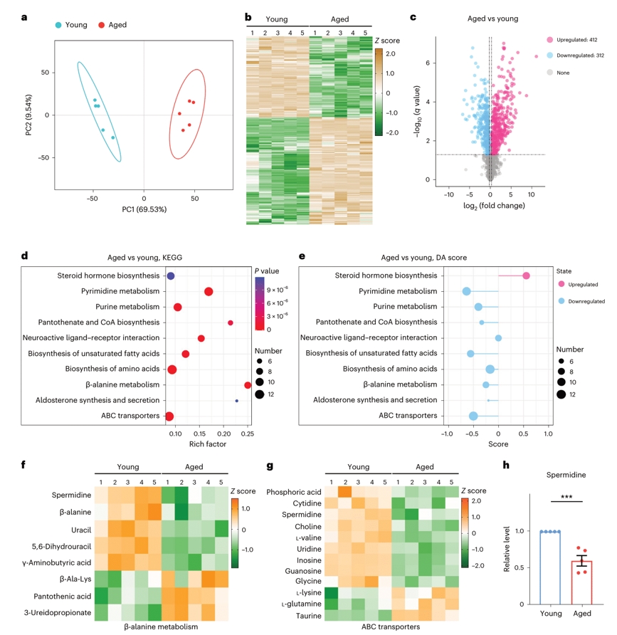 Metabolome profiling of ovaries in aged mice