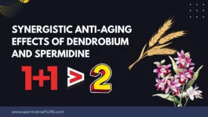 Synergistic Anti-Aging Effects of Dendrobium and Spermidine